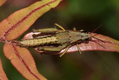 Aspidophyma americana