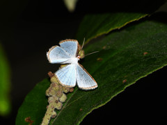 Leuciris