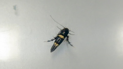 Stathmopoda xanthomochla