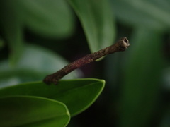 Geometridae