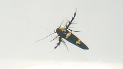 Stathmopoda xanthomochla