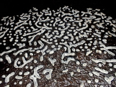 Physarum straminipes