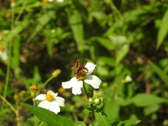 Potanthus pseudomaesa