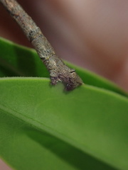 Geometridae