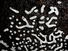 Physarum straminipes