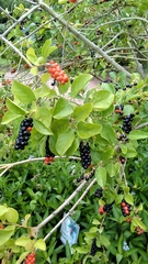 Citharexylum berlandieri