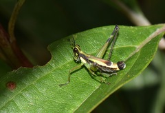 Paramastax mariaetheresiae