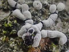 Physarum straminipes