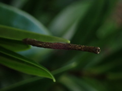 Geometridae