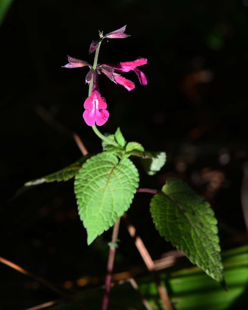 Salvia membranacea