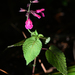 Salvia membranacea - Photo (c) Josh Vandermeulen, some rights reserved (CC BY-NC-ND), uploaded by Josh Vandermeulen
