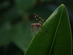 Caedicia simplex