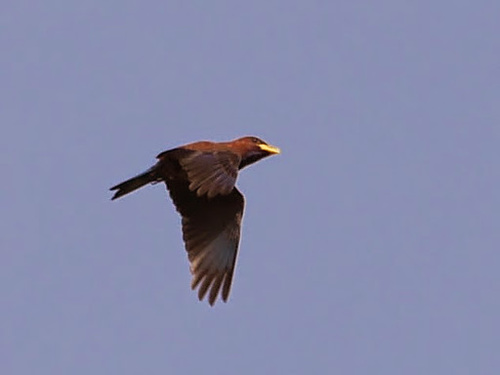 Blue-throated Roller