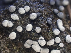 Physarum straminipes