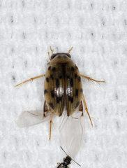Berosus pantherinus