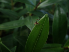 Caedicia simplex