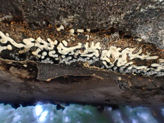 Physarum straminipes