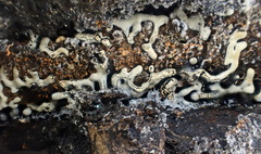 Physarum straminipes