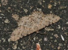 Stenoporpia pulchella