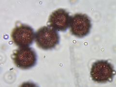 Physarum straminipes