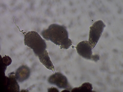 Physarum straminipes