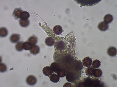 Physarum straminipes