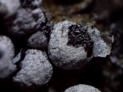 Physarum straminipes