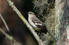 Mimus polyglottos image