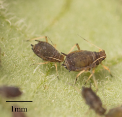 Aphis fabae solanella