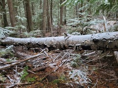 Physarum straminipes