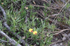 Isotropis cuneifolia