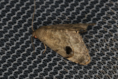 Abablemma brimleyana