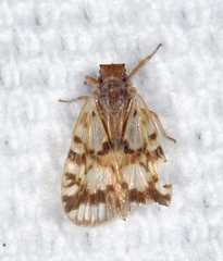 Bothriocera drakei