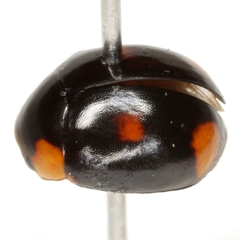 Brachiacantha quadrillum