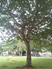 Peltophorum pterocarpum