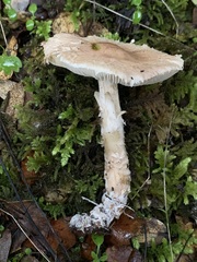 Lepiota spheniscispora