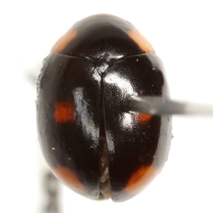 Brachiacantha quadrillum