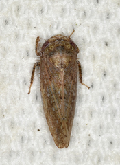 Paraphlepsius continuus