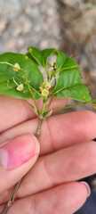 Myrcia tomentosa