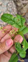 Myrcia tomentosa