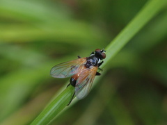 Huttonobesseria verecunda