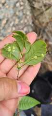Myrcia tomentosa