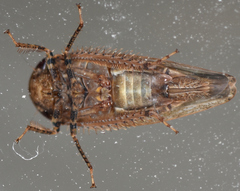 Paraphlepsius continuus