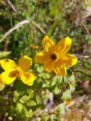 Bidens serrulata