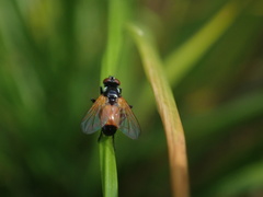 Huttonobesseria verecunda