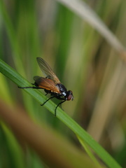 Huttonobesseria verecunda