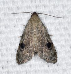 Abablemma brimleyana