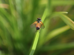 Huttonobesseria verecunda
