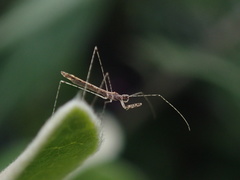 Empicoris