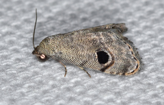 Abablemma brimleyana